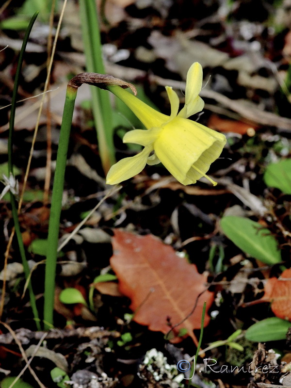 Narcissus x montielanus.01