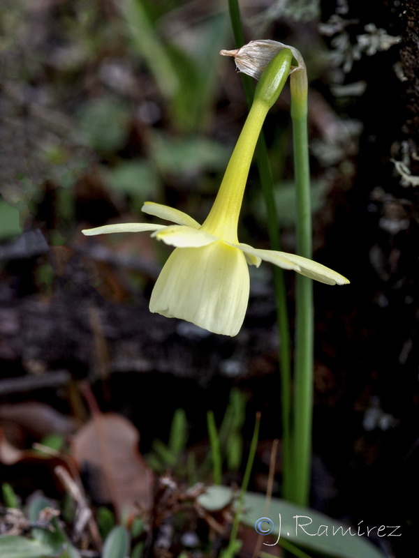 Narcissus x montielanus.02