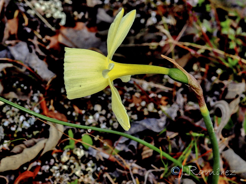 Narcissus x montielanus.03