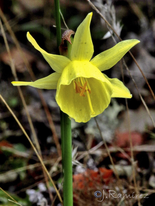Narcissus x montielanus.04