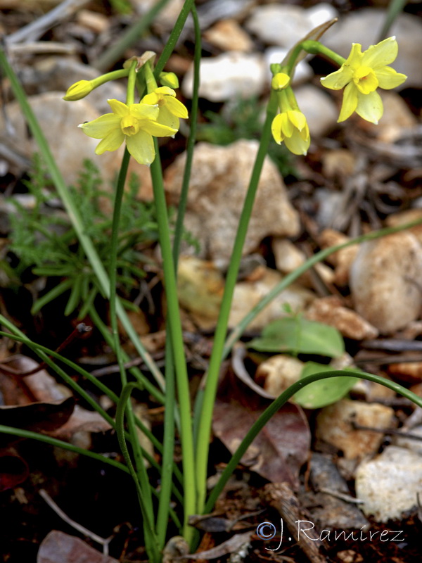 Narcissus x repulloi.01