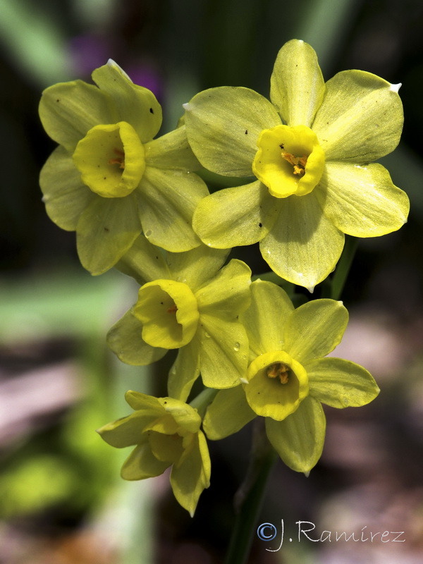 Narcissus x repulloi.02