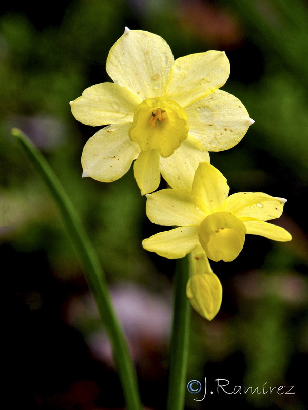 Narcissus x repulloi.03