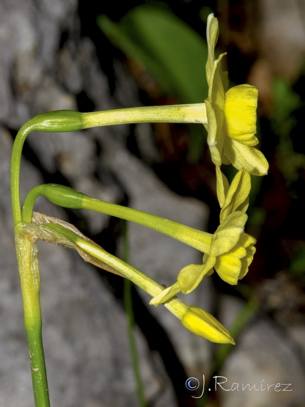 Narcissus x repulloi.05
