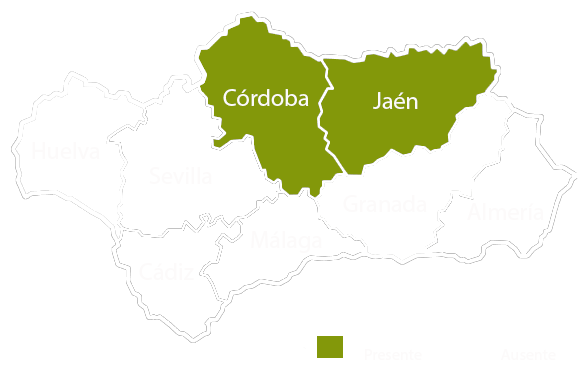 Andalucia copia