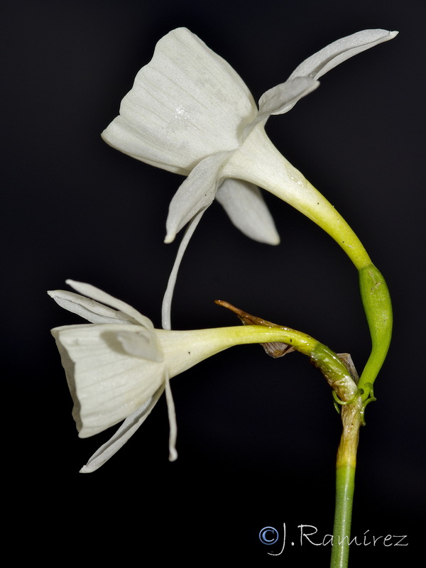 Narcissus x susannae.01