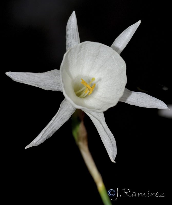 Narcissus x susannae.02