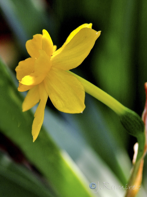 Narcissus x trianoi.01
