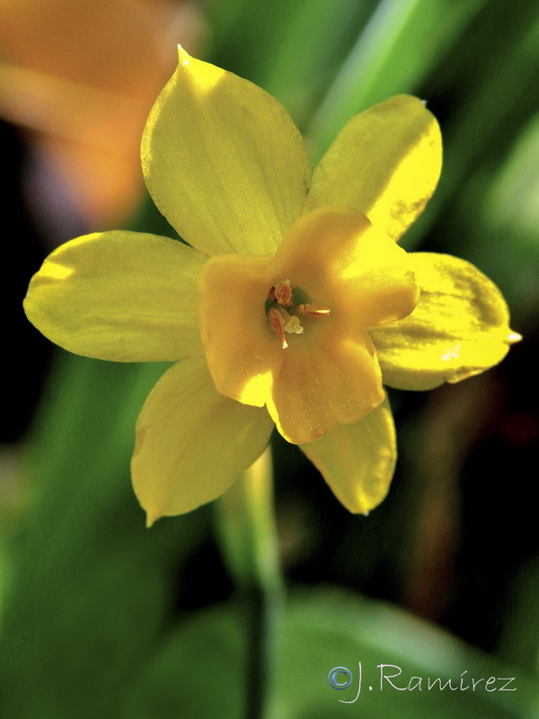 Narcissus x trianoi.02