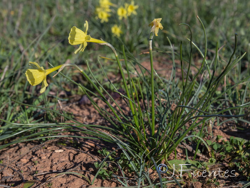 Narcissus x tuckeri.02
