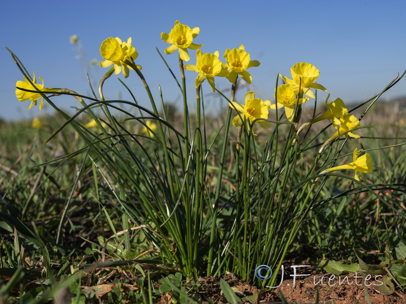 Narcissus x tuckeri.03