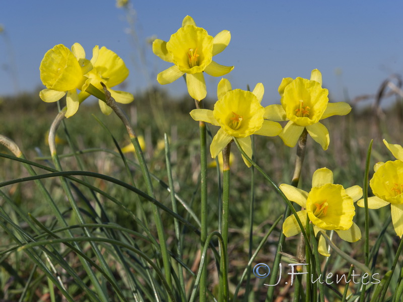 Narcissus x tuckeri.05