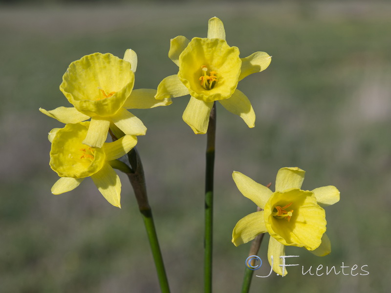 Narcissus x tuckeri.06