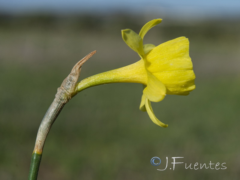 Narcissus x tuckeri.08