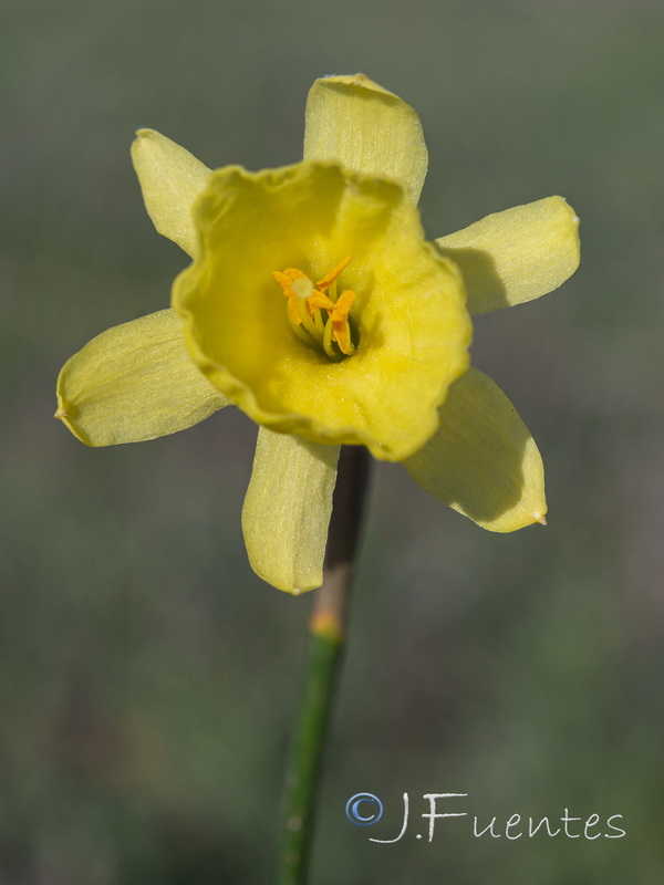 Narcissus x tuckeri.09