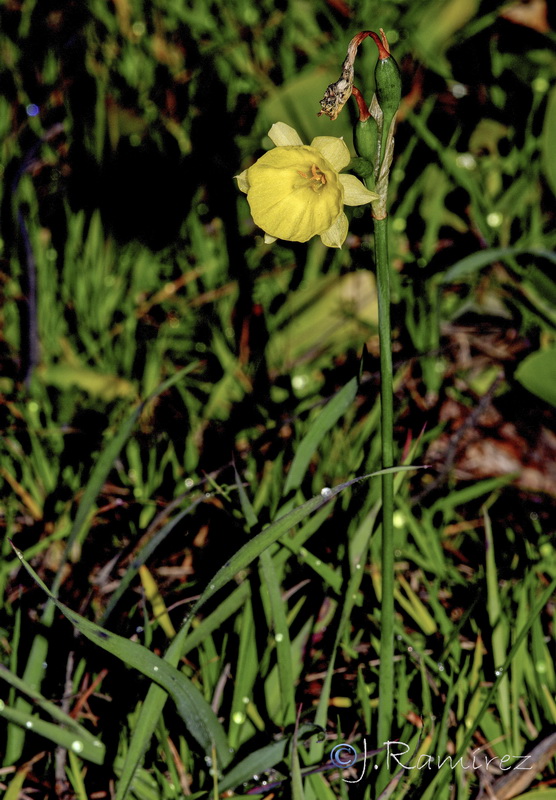 Narcissus x villanovensis.01