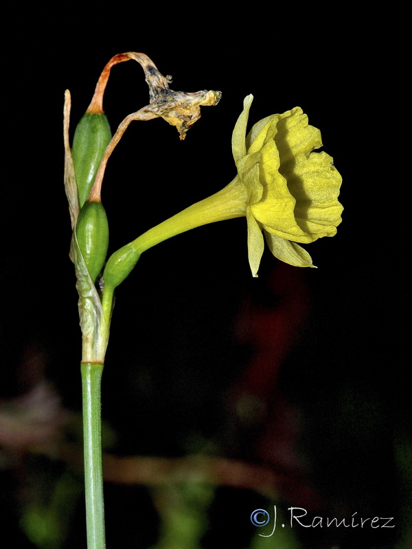 Narcissus x villanovensis.02