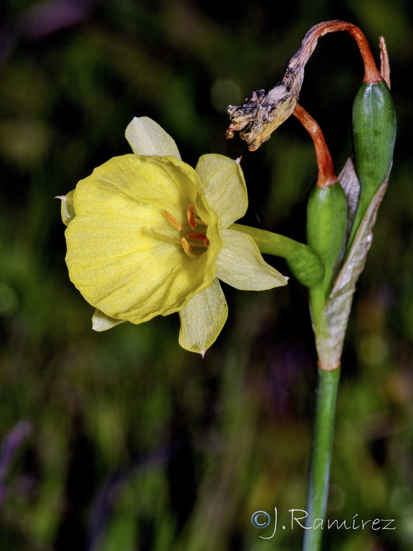 Narcissus x villanovensis.03