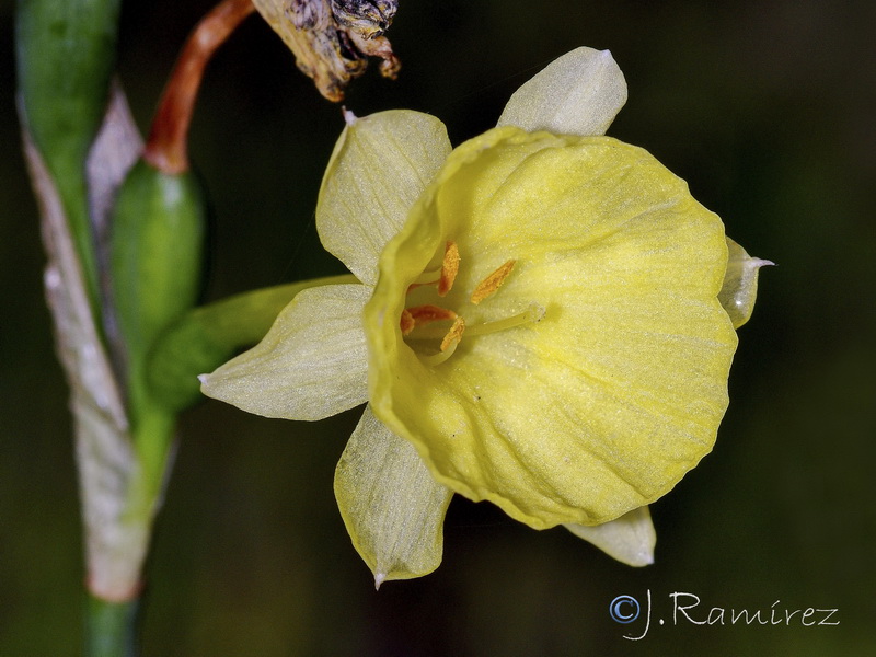 Narcissus x villanovensis.04
