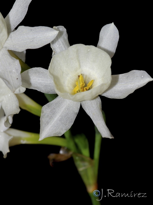 Narcissus x villanovensis.05