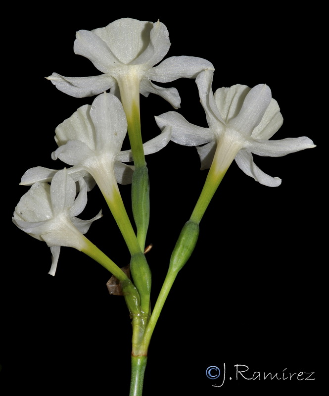 Narcissus x villanovensis.06