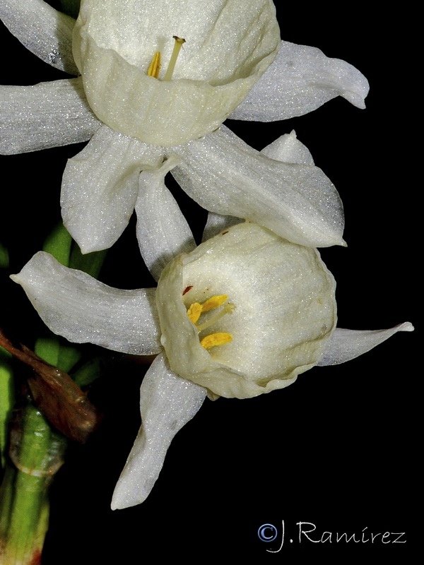 Narcissus x villanovensis.07