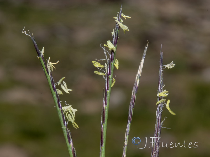 Nardus stricta.04