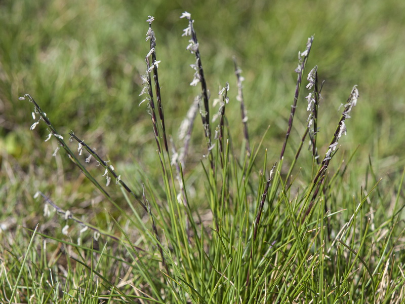 Nardus stricta.08