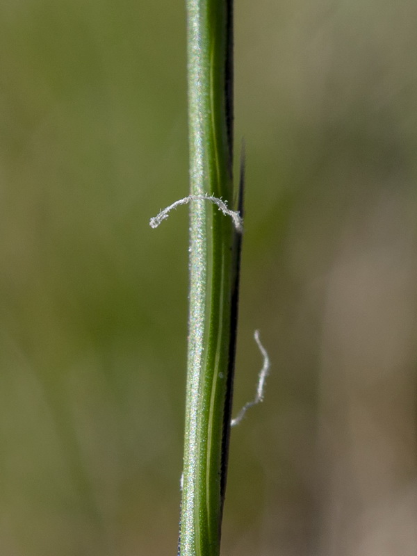 Nardus stricta.13