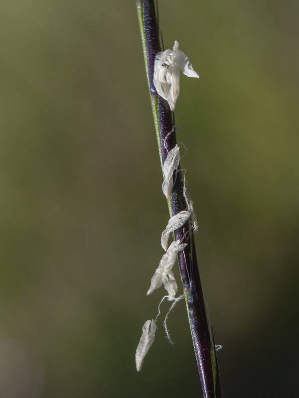 Nardus stricta.14