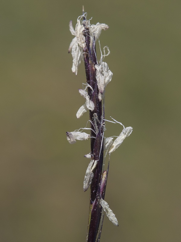 Nardus stricta.15