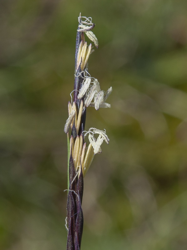 Nardus stricta.17