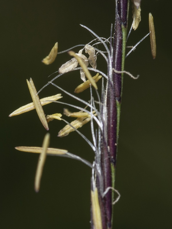 Nardus stricta.18