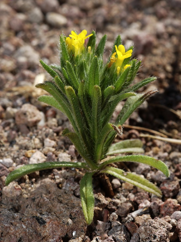 Neatostema apulum.05