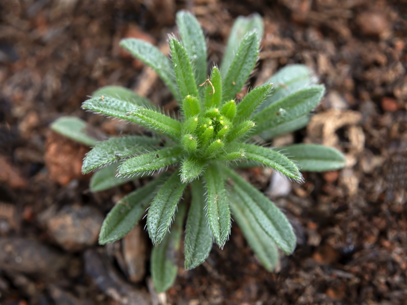 Neatostema apulum.26