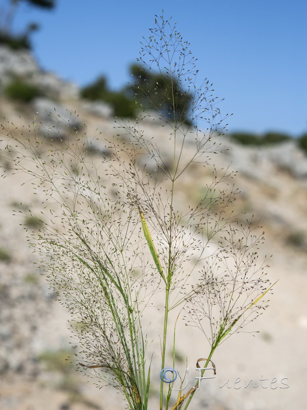 Neoschischkinia nebulosa.01