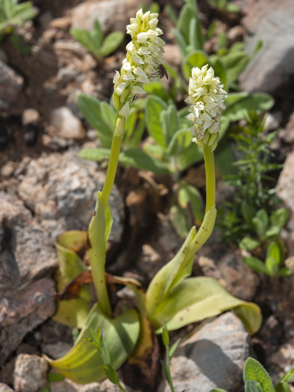 Neotinea maculata.06