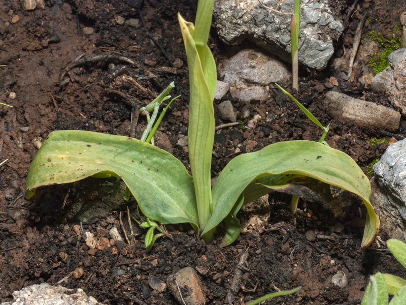 Neotinea maculata.08