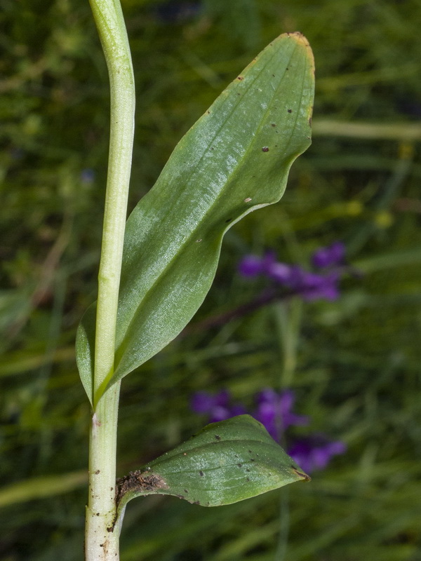 Neotinea maculata.09