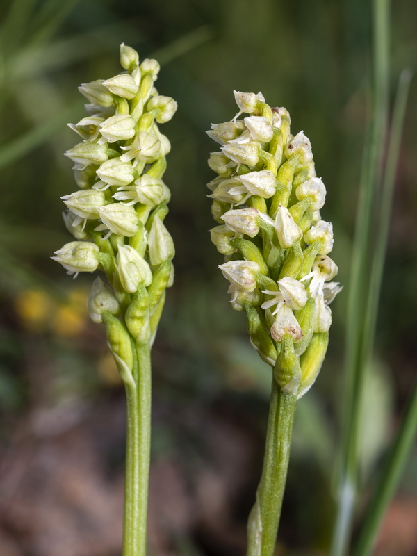 Neotinea maculata.10