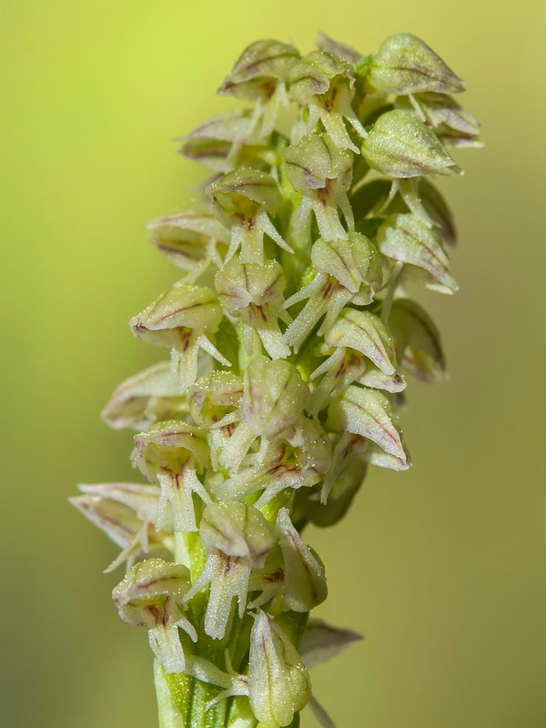 Neotinea maculata.12