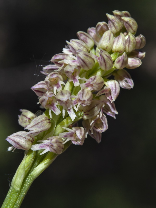 Neotinea maculata.14