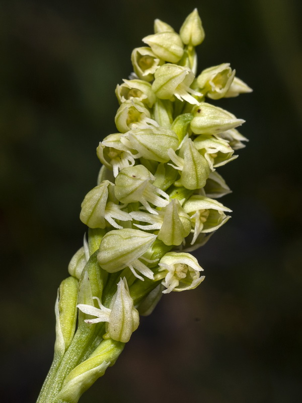 Neotinea maculata.15