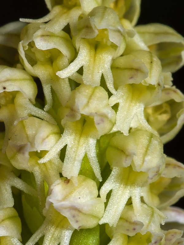 Neotinea maculata.17