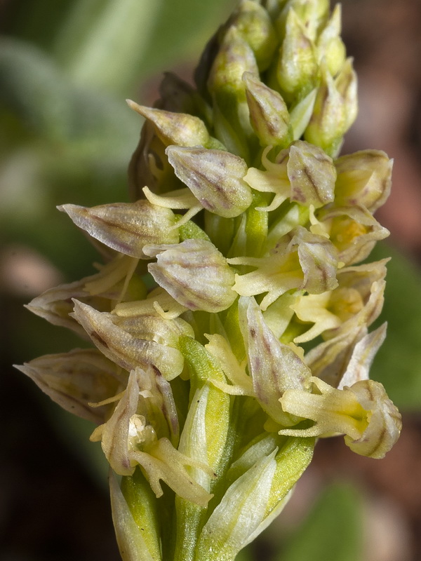 Neotinea maculata.19