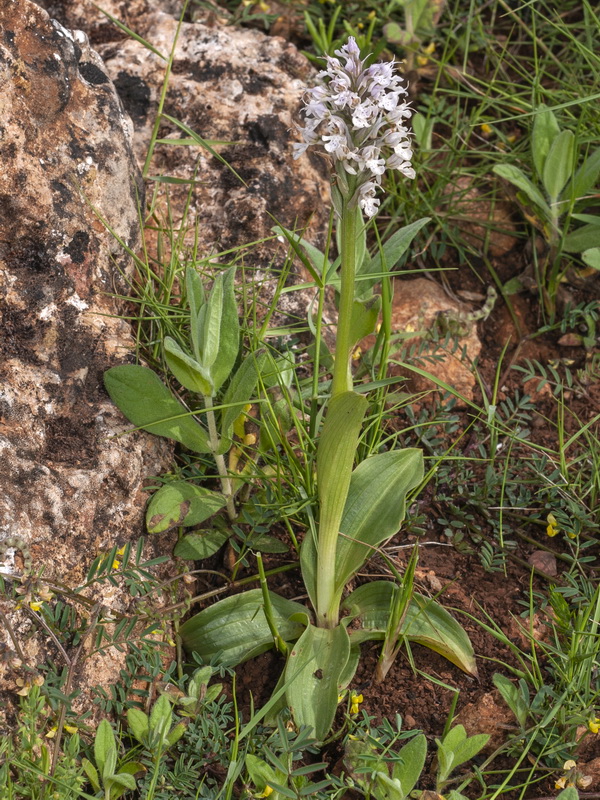 Neotinea tridentata conica.01