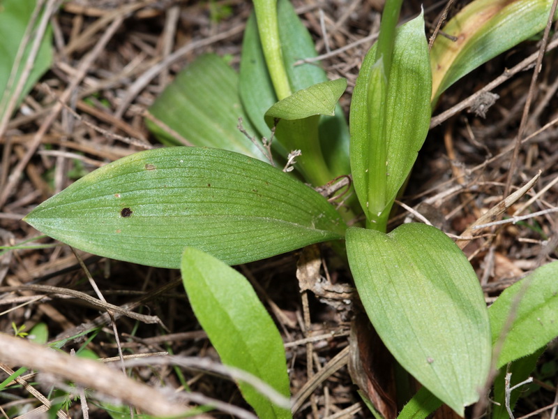 Neotinea tridentata conica.06