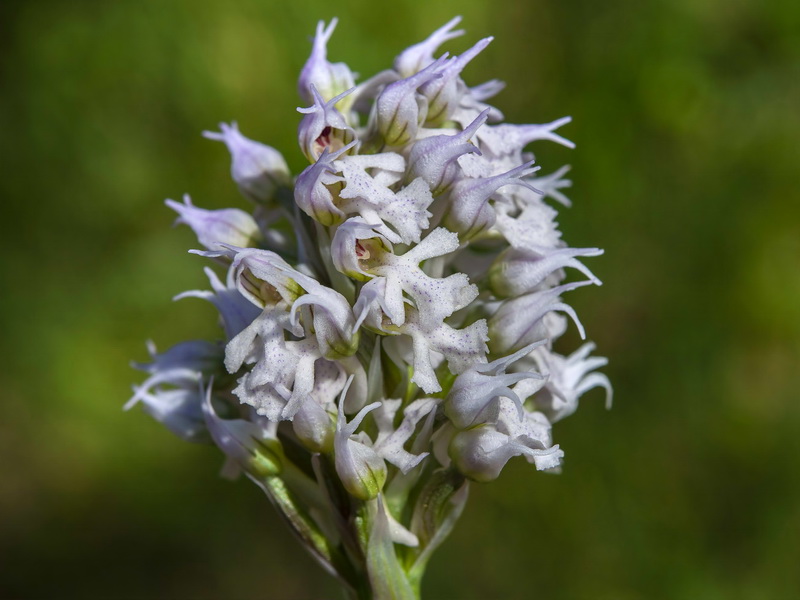 Neotinea tridentata conica.10