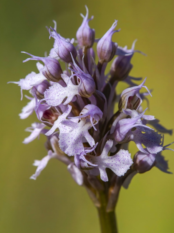 Neotinea tridentata conica.31