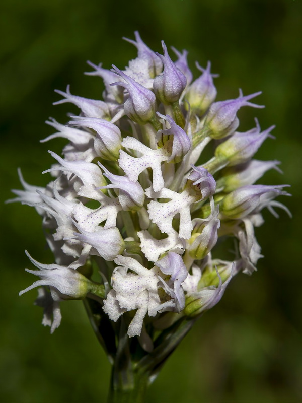 Neotinea tridentata conica.14